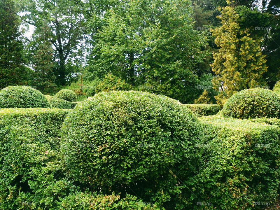 green landscape of the arboretum in the city of Kiev