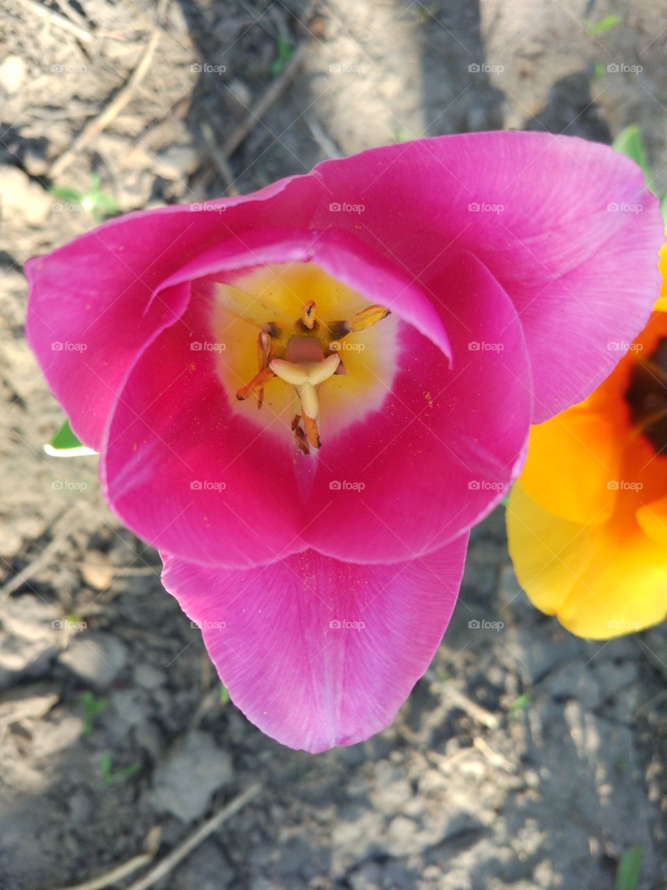 Colorfull tulips