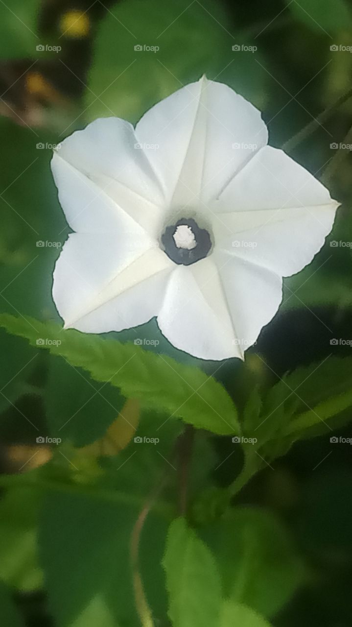 This flower is very nice morning click