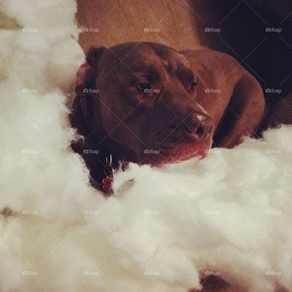 Fluff n Stuffer. Large brown dog laying in the stuffing  that used to be in a pillow. 