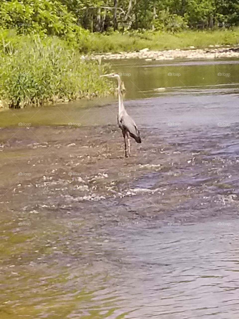 Heron on the creek