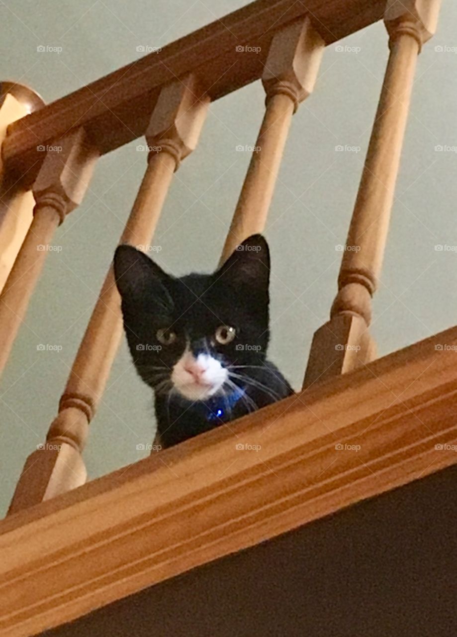 Little spy Kitten 