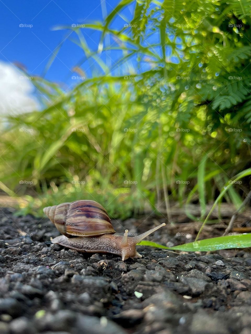 Snail on the Hanauma Bay Ridge Trail in Hawaii Kai