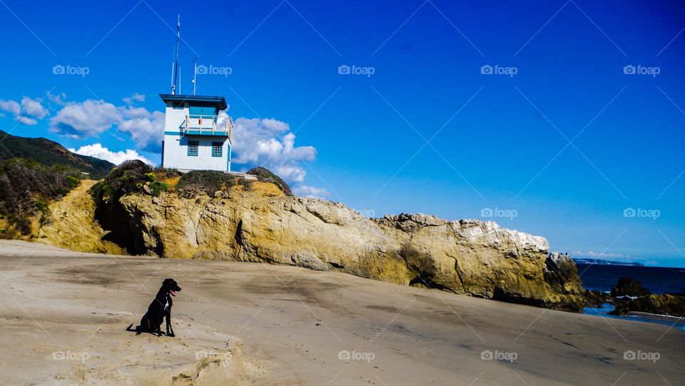 Malibu beach pup