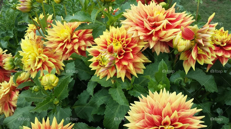 Swan's Sunset Dahlia Flowers