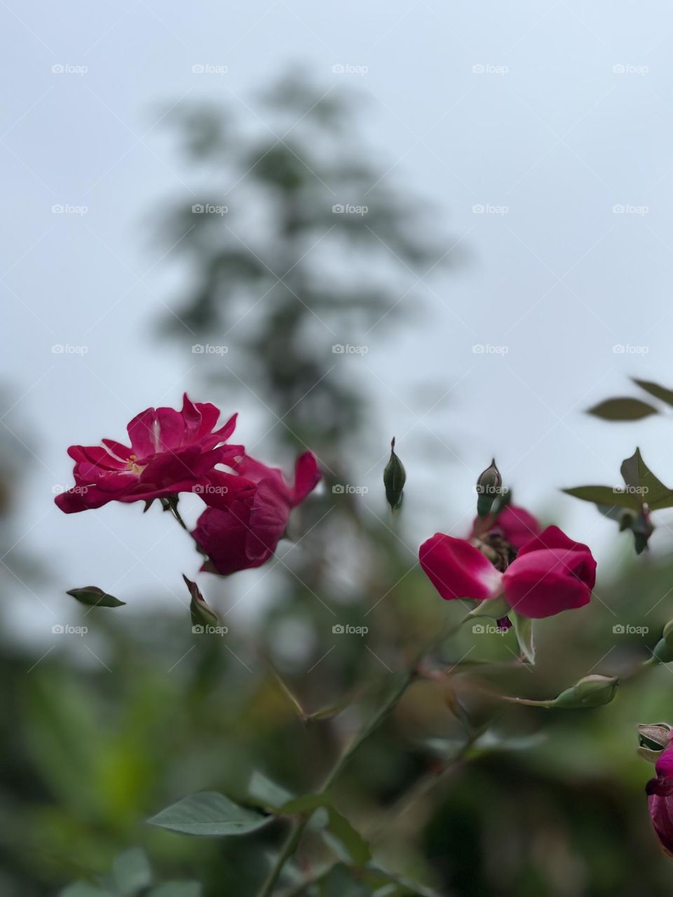 Flowers in the middle of the forest 