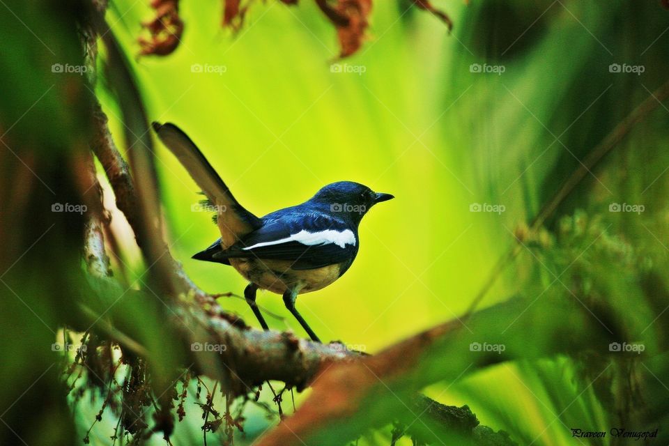 Blue bird. captured during a walk, enhanced using photoshop. 
