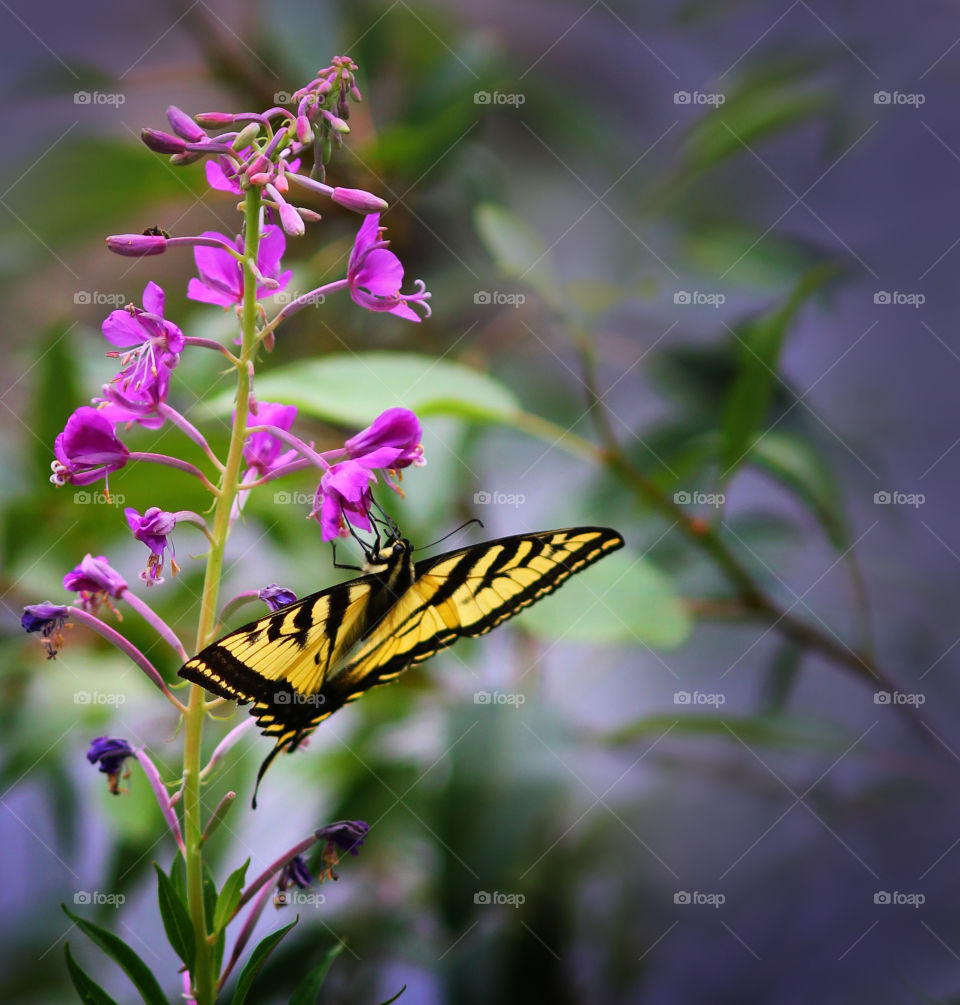 Yellow Swallowtail Butterfly on a Wild Flower