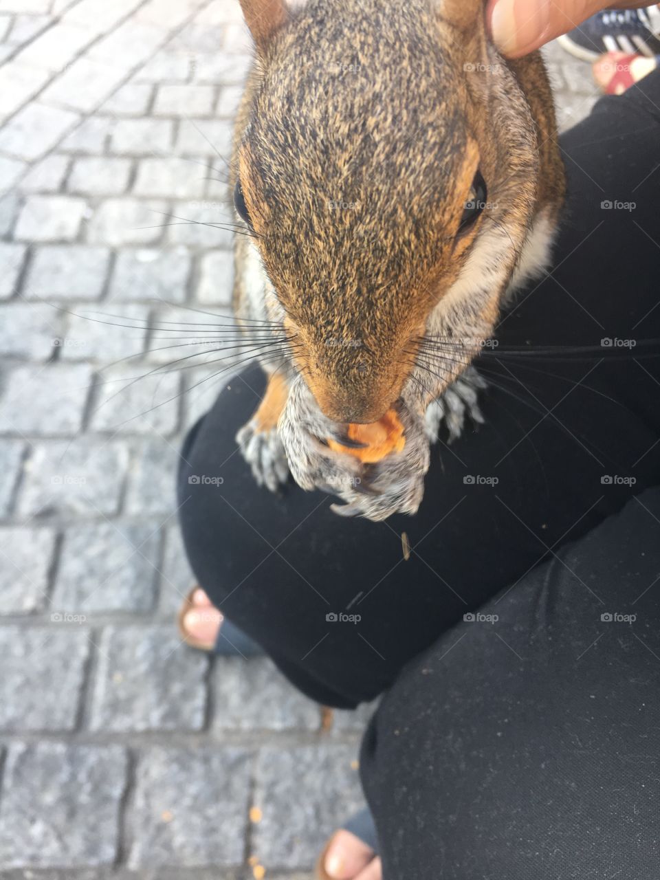 Just  squirrel on top of my mother in London 