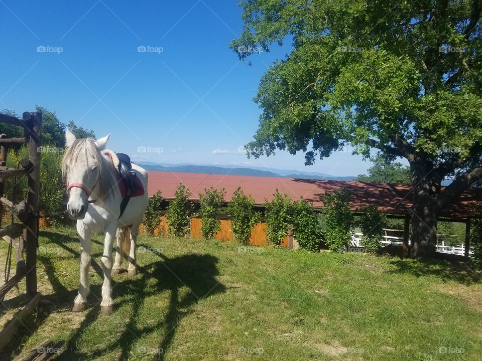 Horse farm in the Tuscan mountains