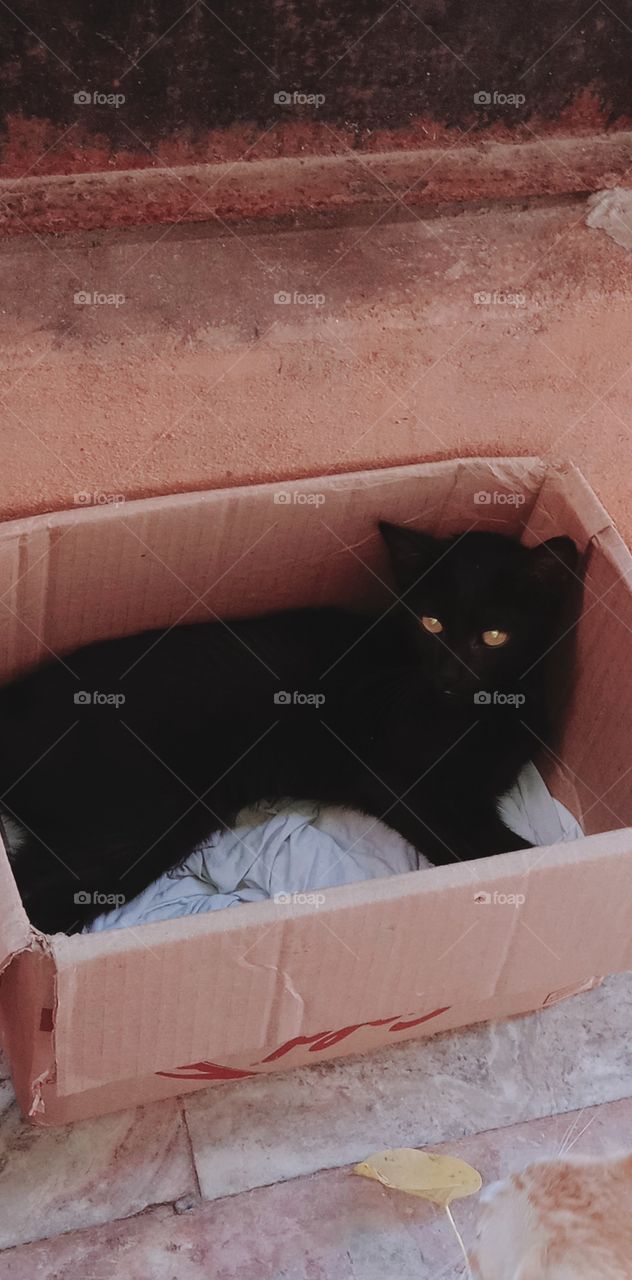 भारत के कैट