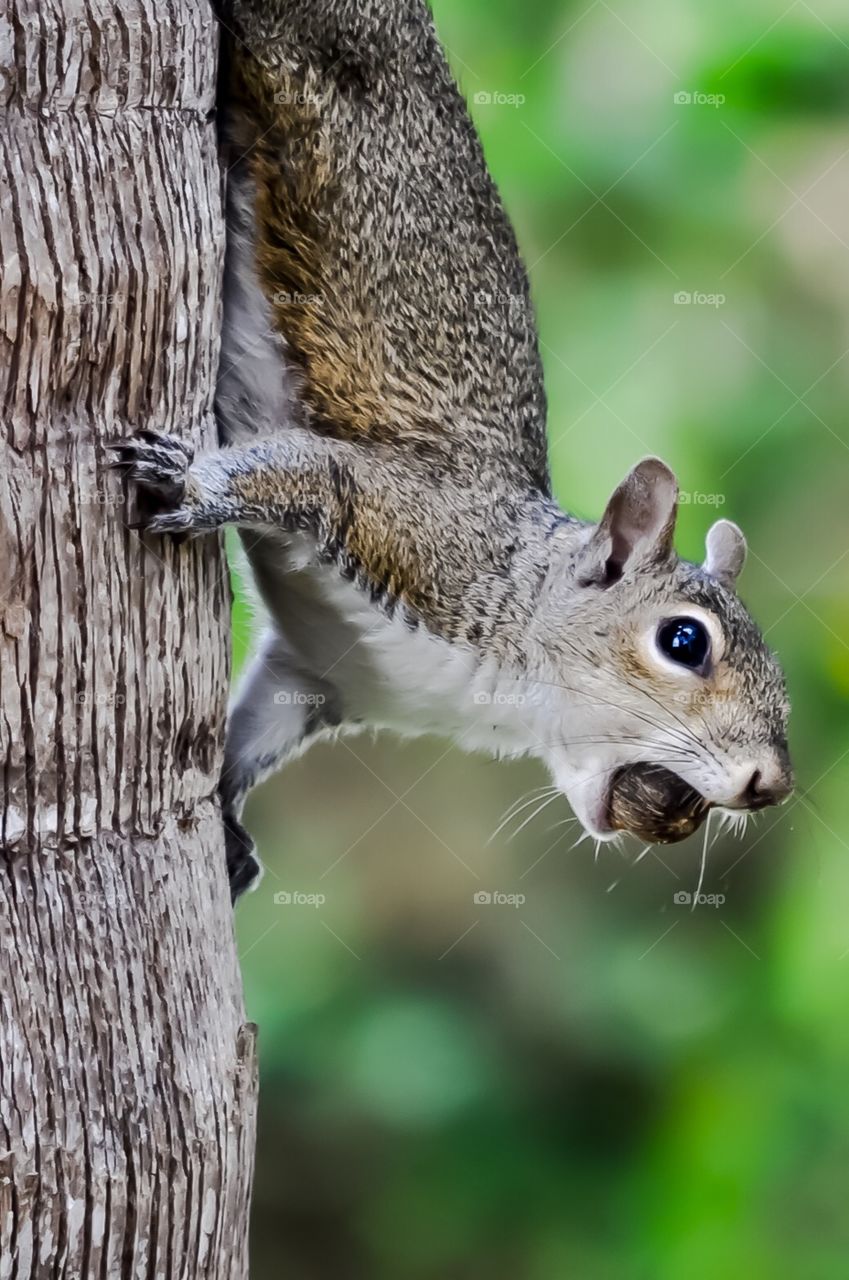 Squirrel with nut