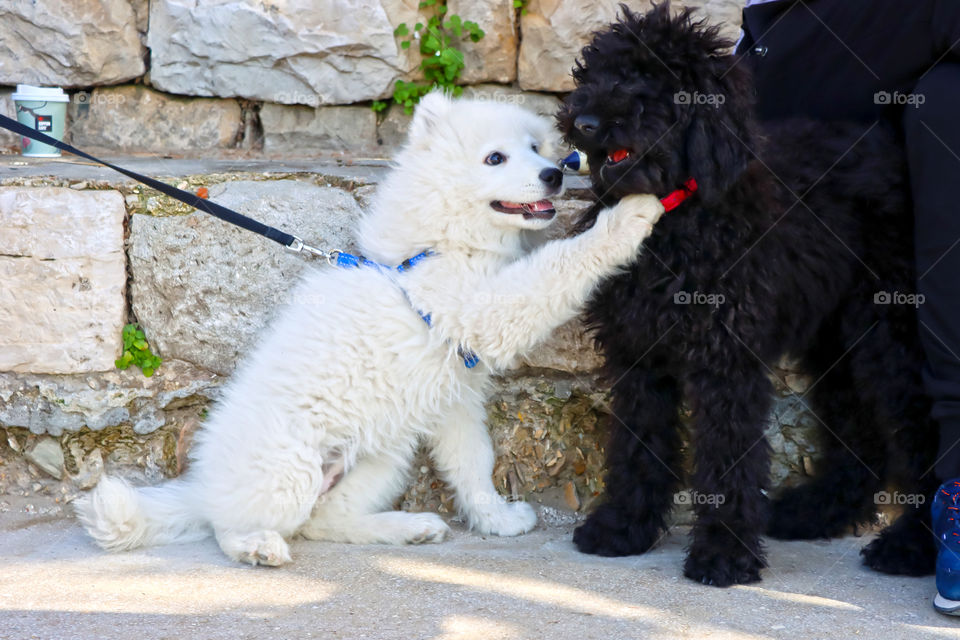 Playful dogs