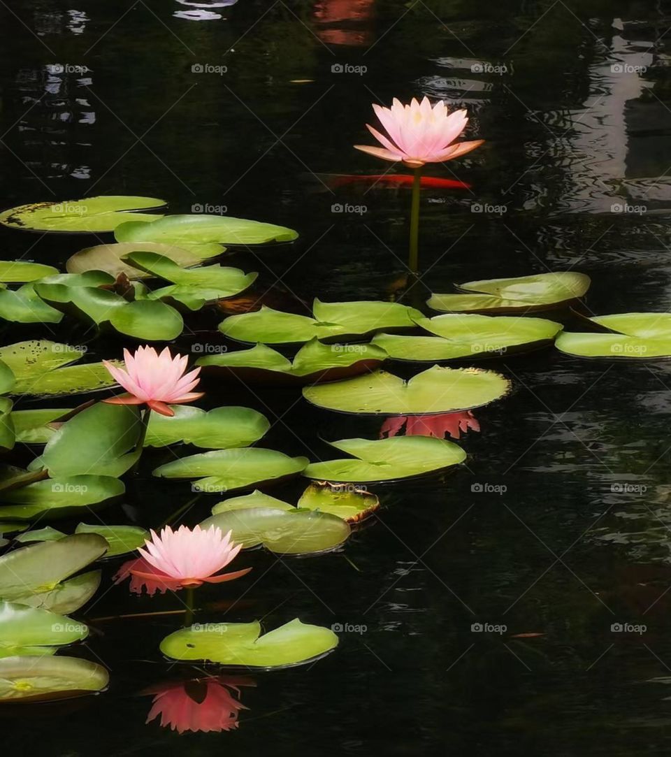 Flower leaves river lotus