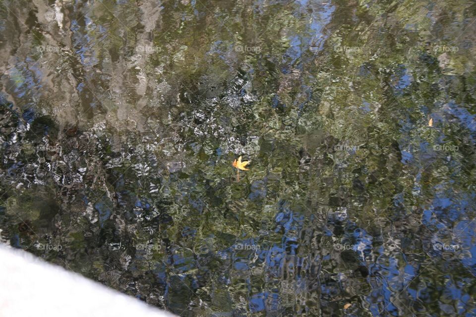 Leaf on water surrounded by reflections 