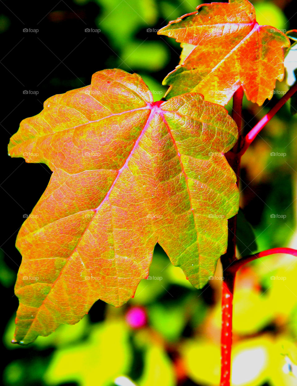 Autumn is my favorite time of year! It is a transition between summer and winter. The weather is unpredictable, and in some areas the tree leaves turn into the most fantastic orange, red, yellow, and golden brown. When you drive through the country, the sun burst on the multicolored hillsides, so vivid it is unbelievable!