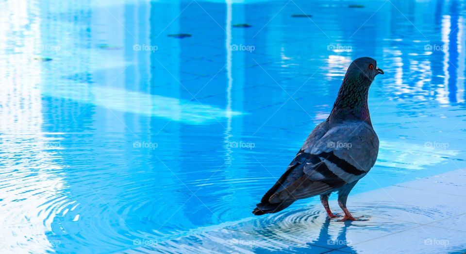 Poolside Pigeon 