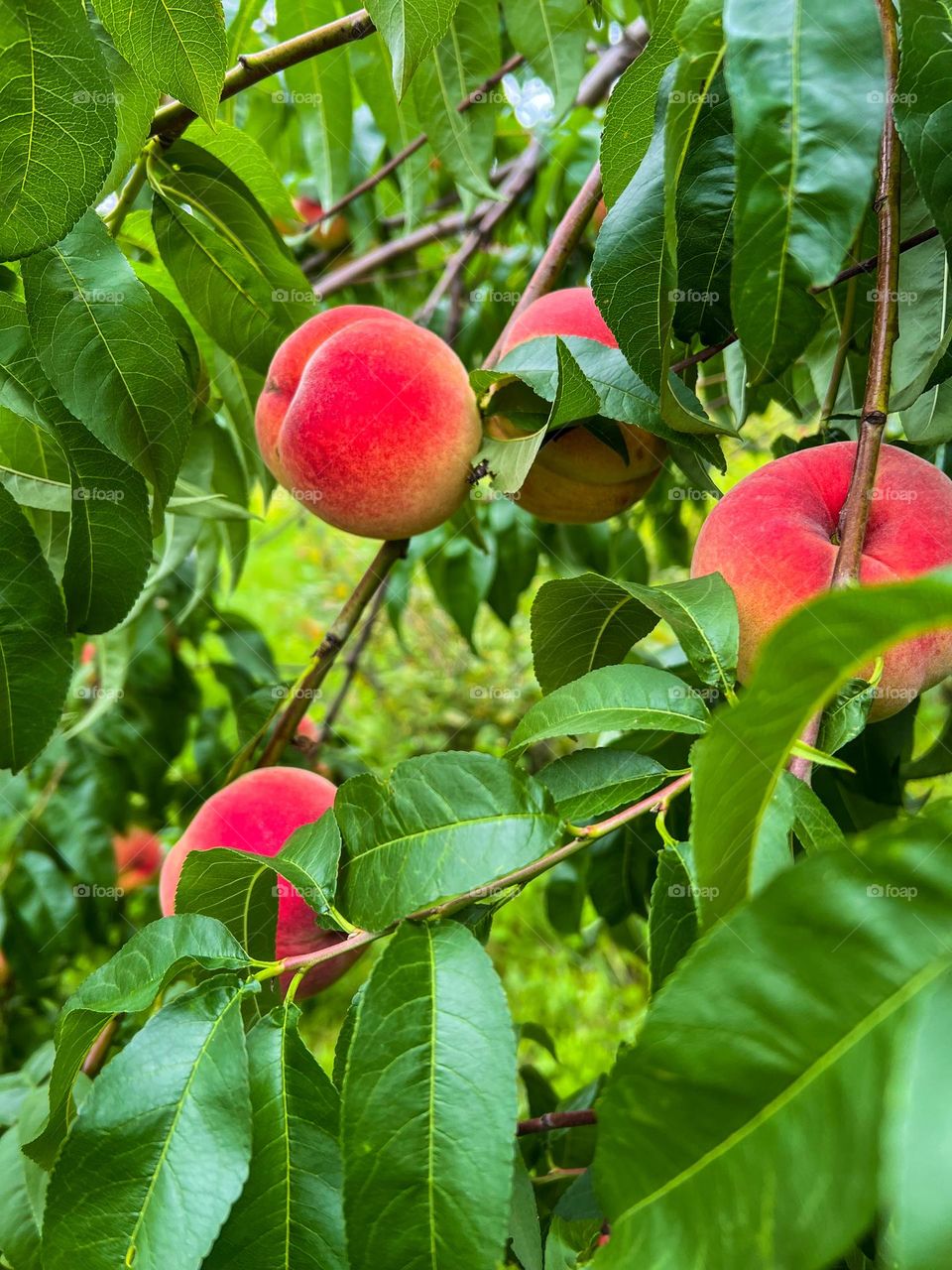 Unbelievably ripe and juicy peaches in little village garden just before the summer sunset.
