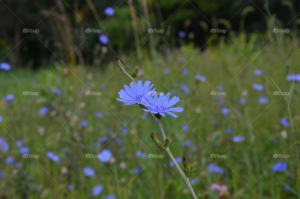 Blue flower