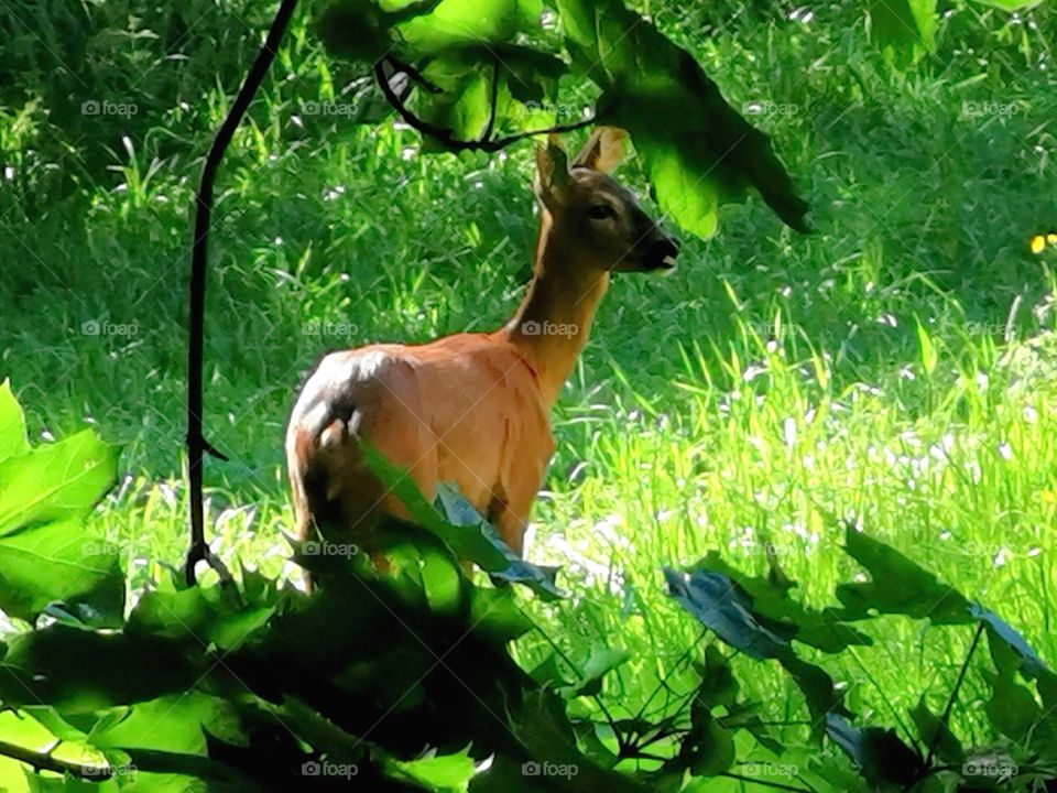 Deer in the shadow