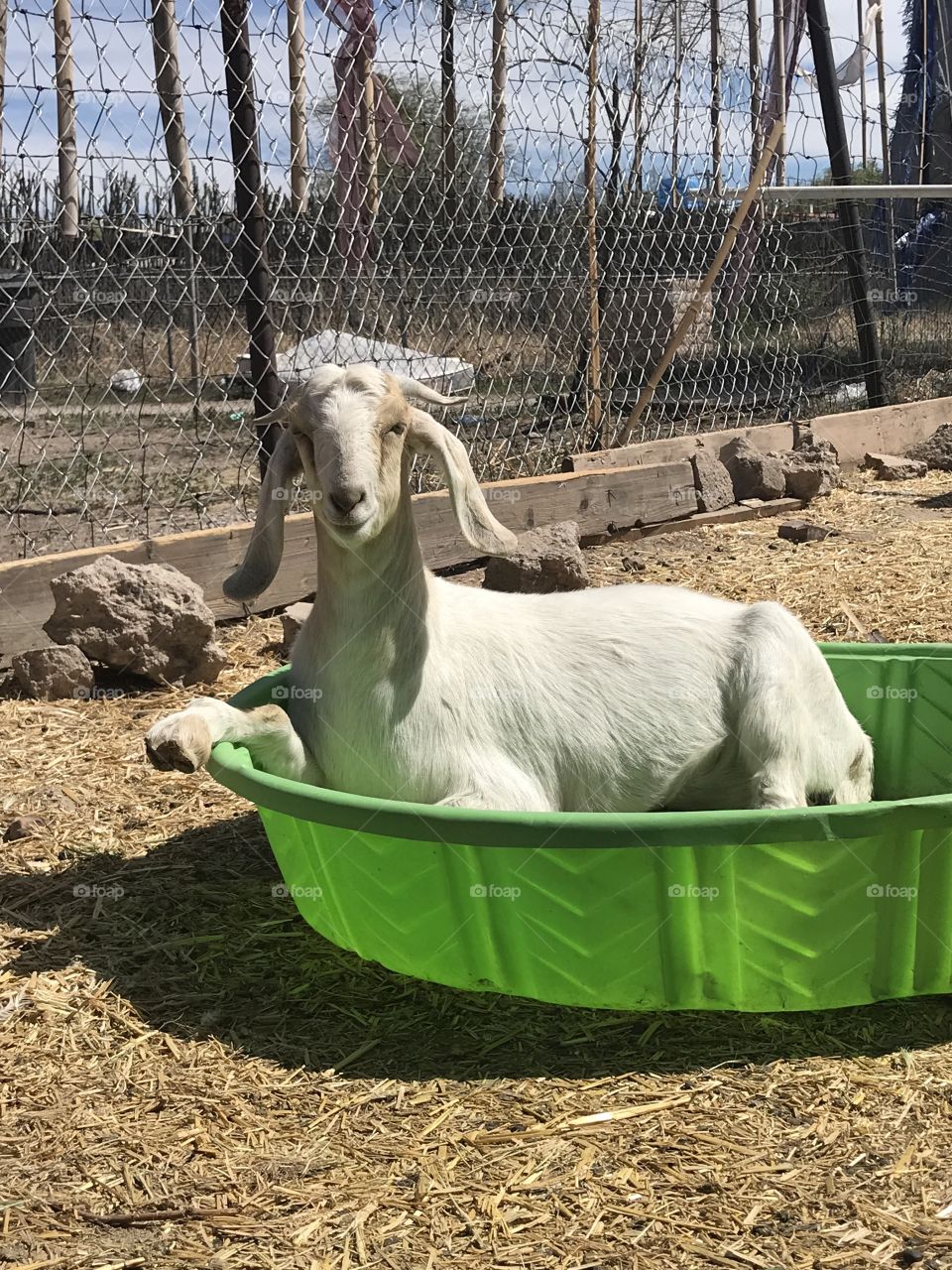 Miss Echo, our community garden goat, loves to chill out in the kiddy pool on a hot summer day! 