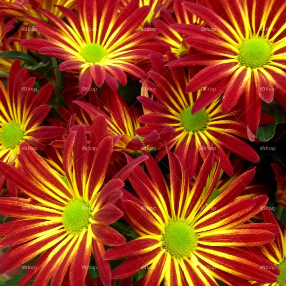 Firecracker Mums