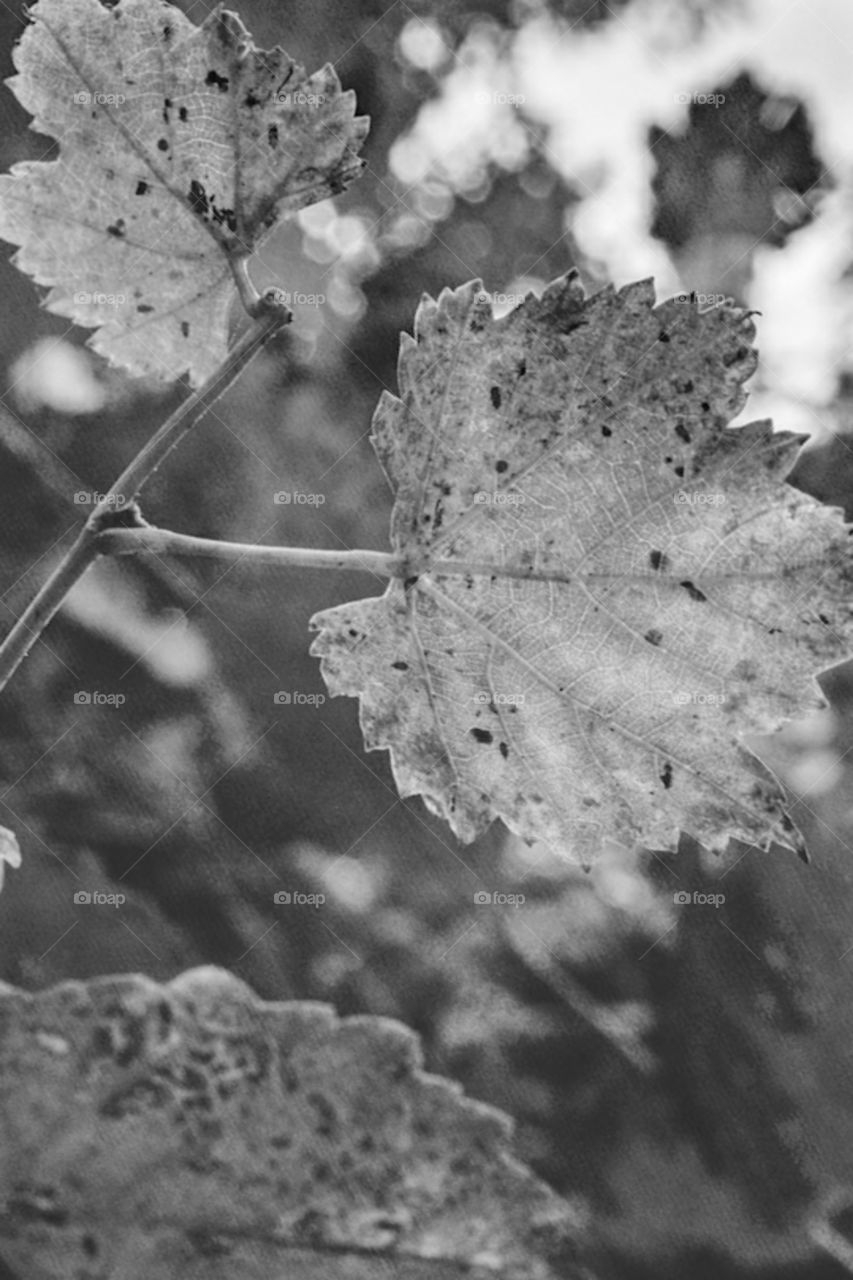 amazing black and white picture of leaves natural beauty