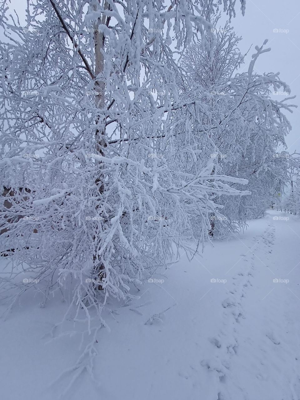 winter frosty day, snow everywhere, winter, snow, snowdrift, tree in snow, snow on branches, road in winter