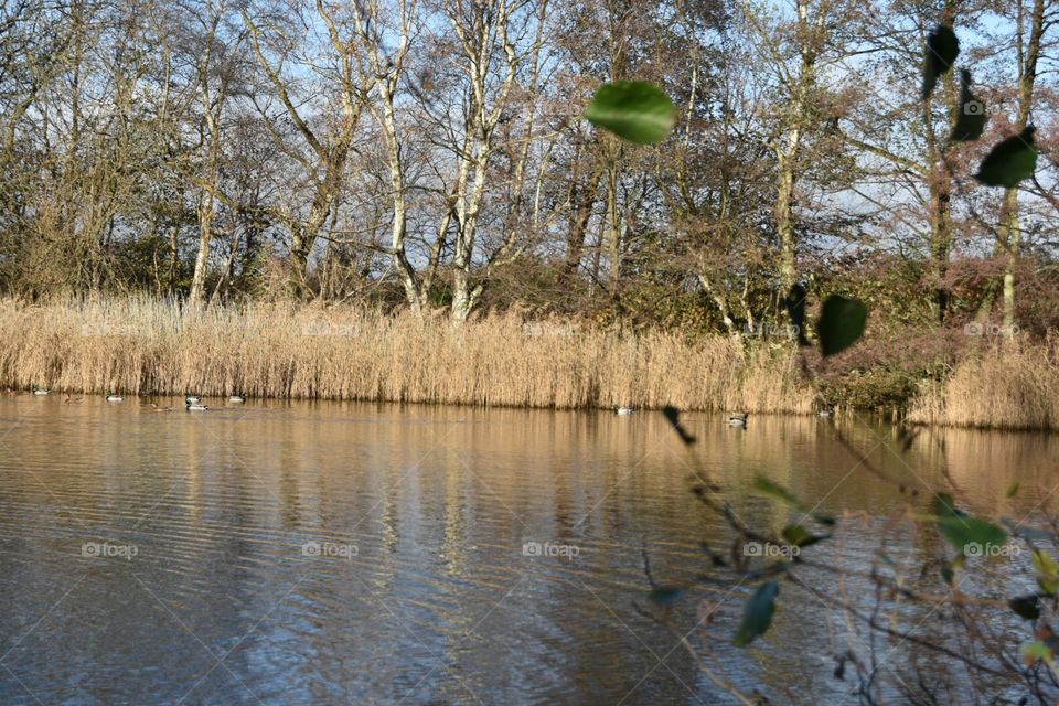Water, Landscape, Tree, Nature, Wood