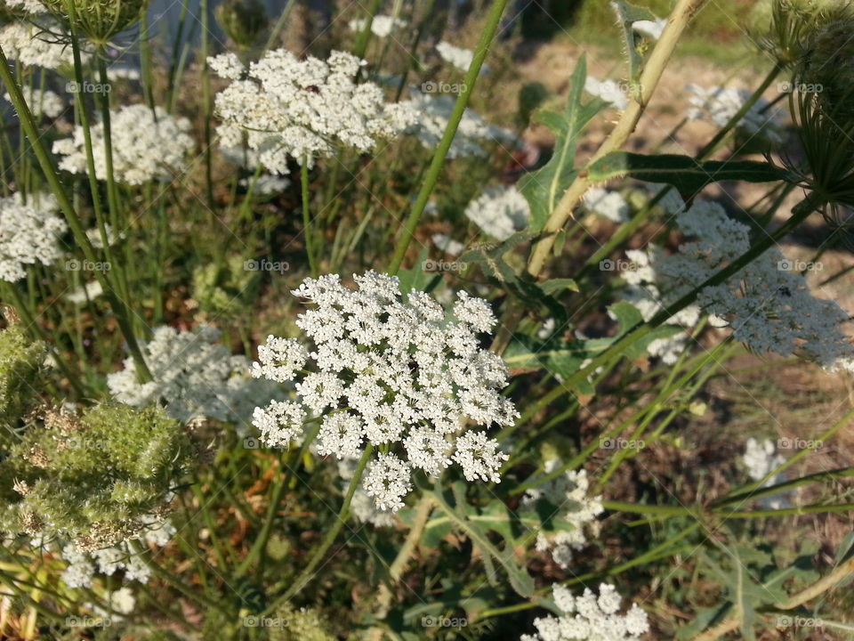 white weed. flower