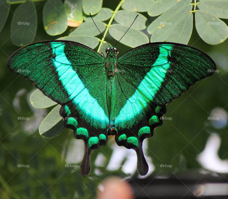 Elevated view of butterfly on leaf