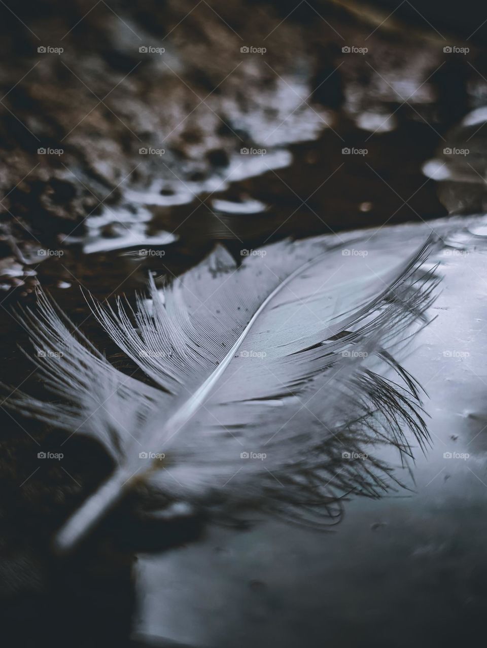 chicken feathers floating on the water