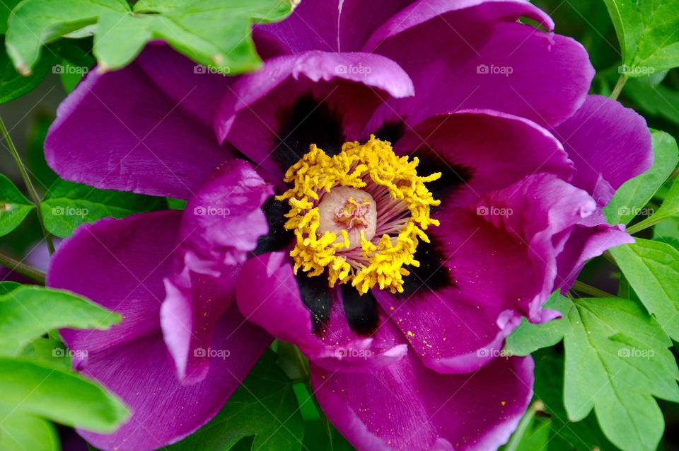 Peony flower 