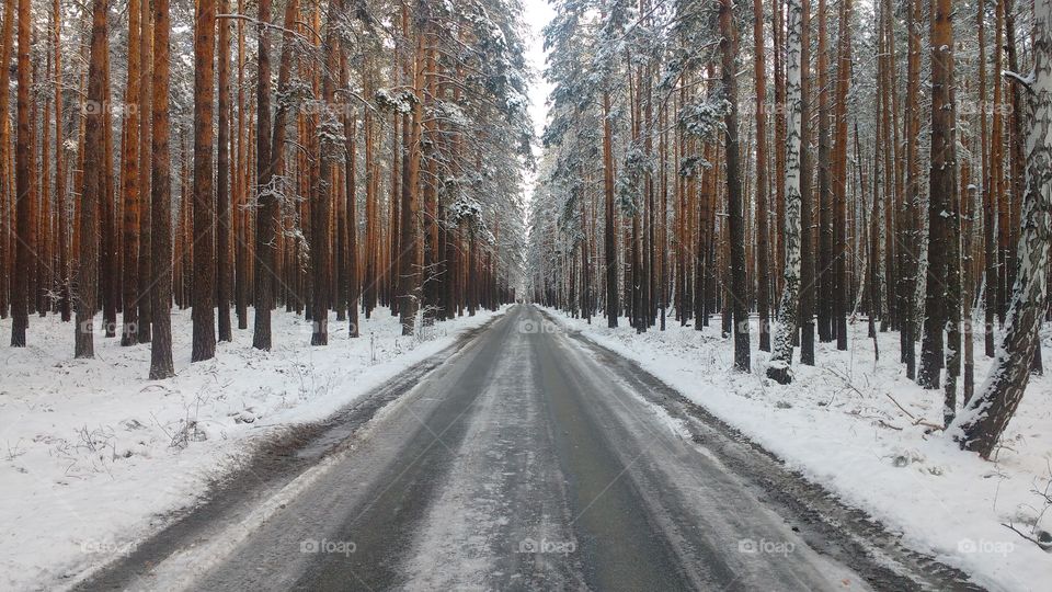 coniferous winter forest