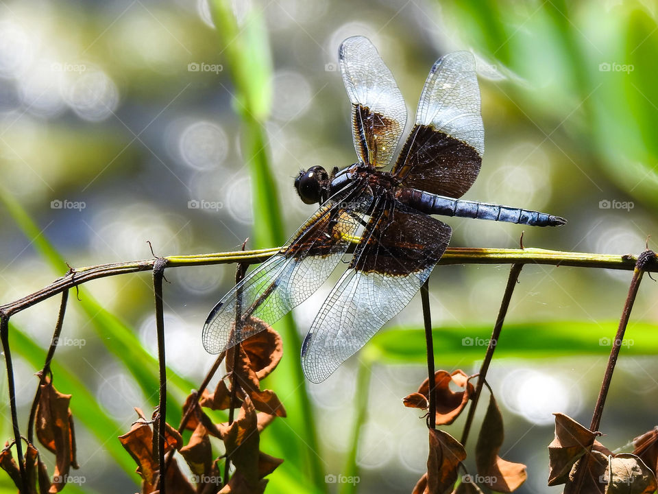 Dragonfly On Weeds Near A Pond Macro