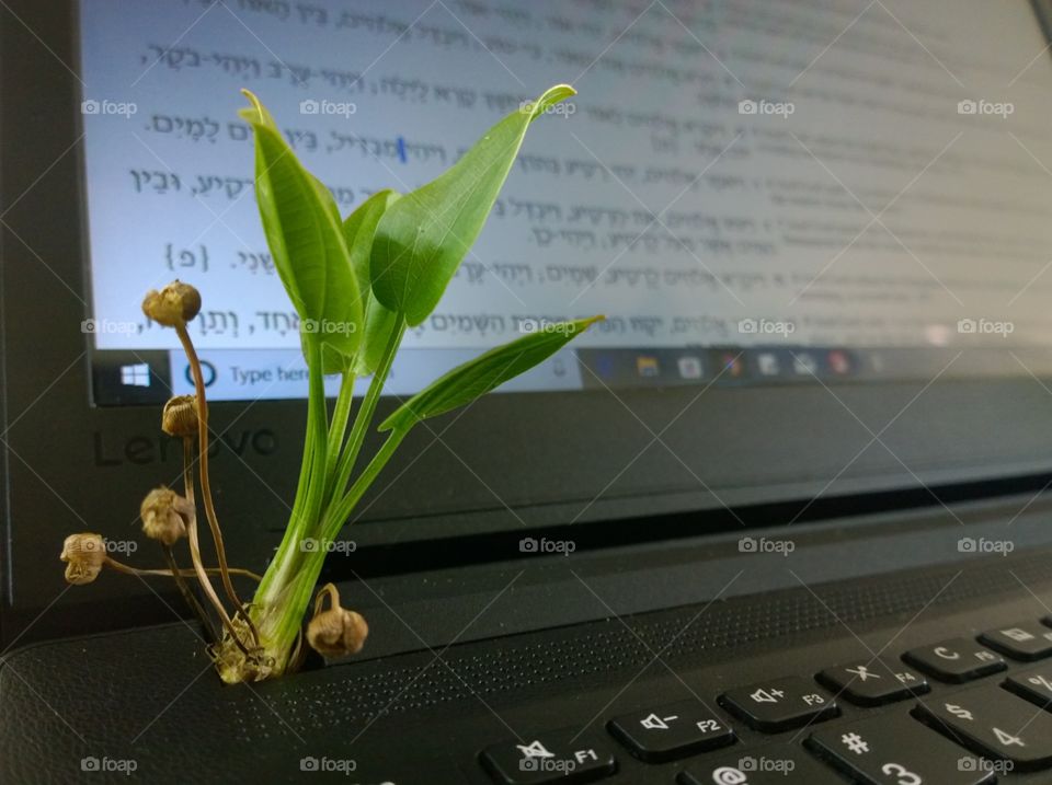 Working with Plant