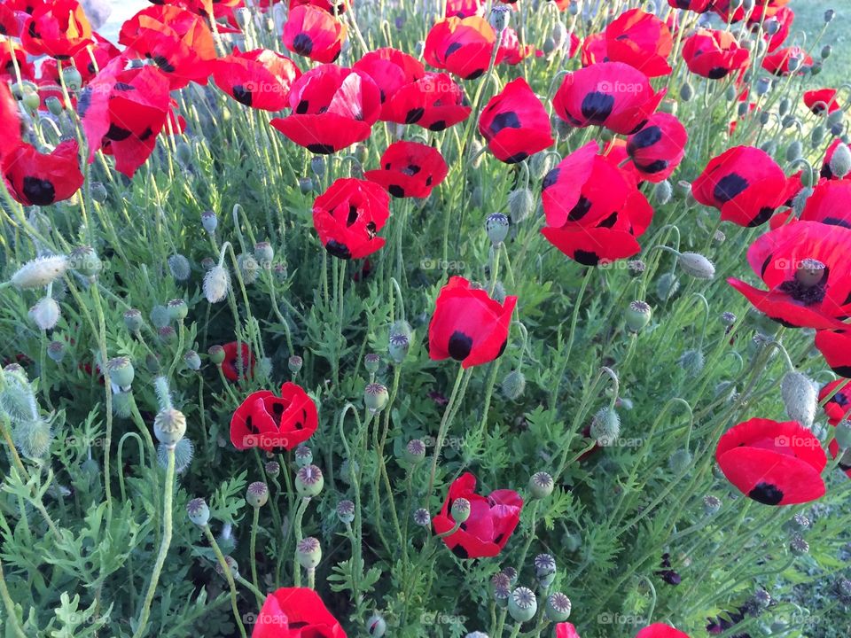 Poppies on ANZAC day