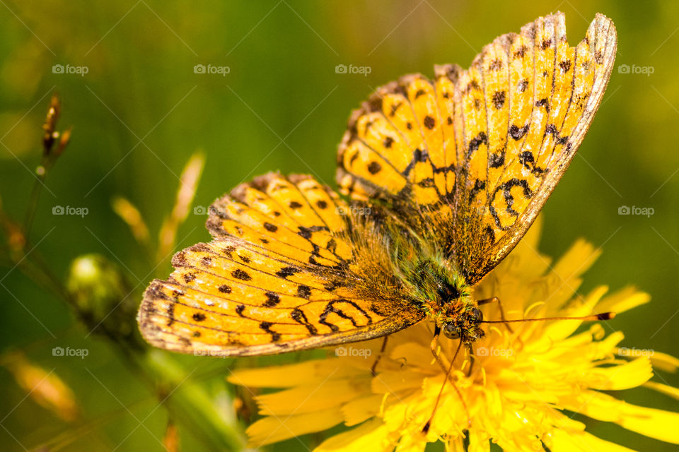 macro photo of a butterfly on a yellow flower in the meadow