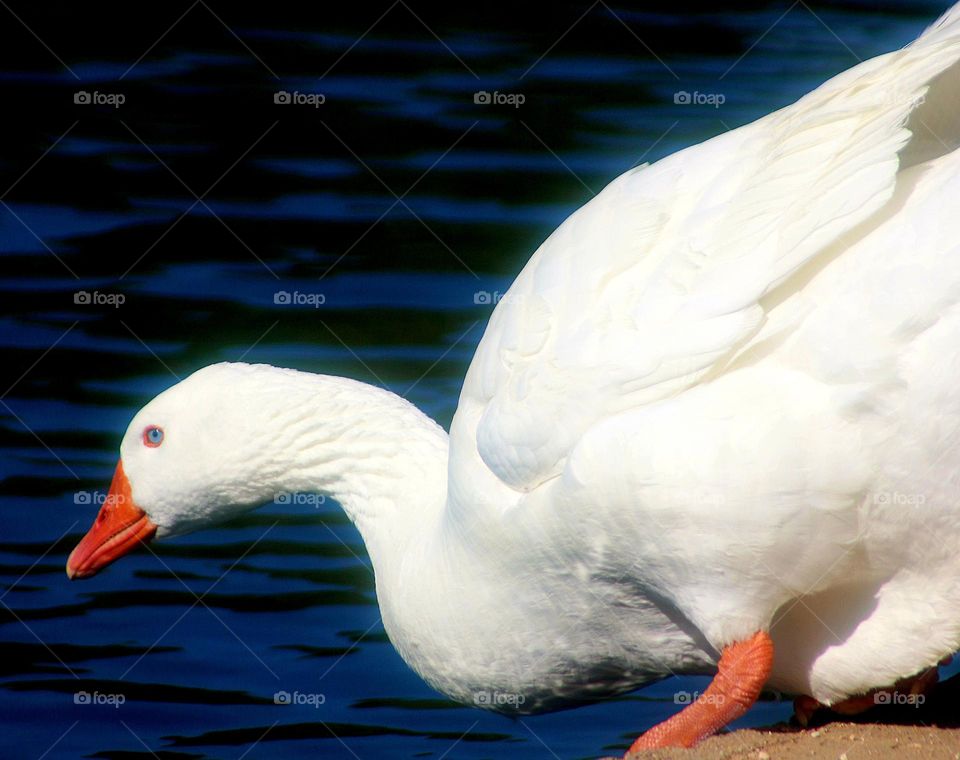 Blue-eyed White Goose Entering Water