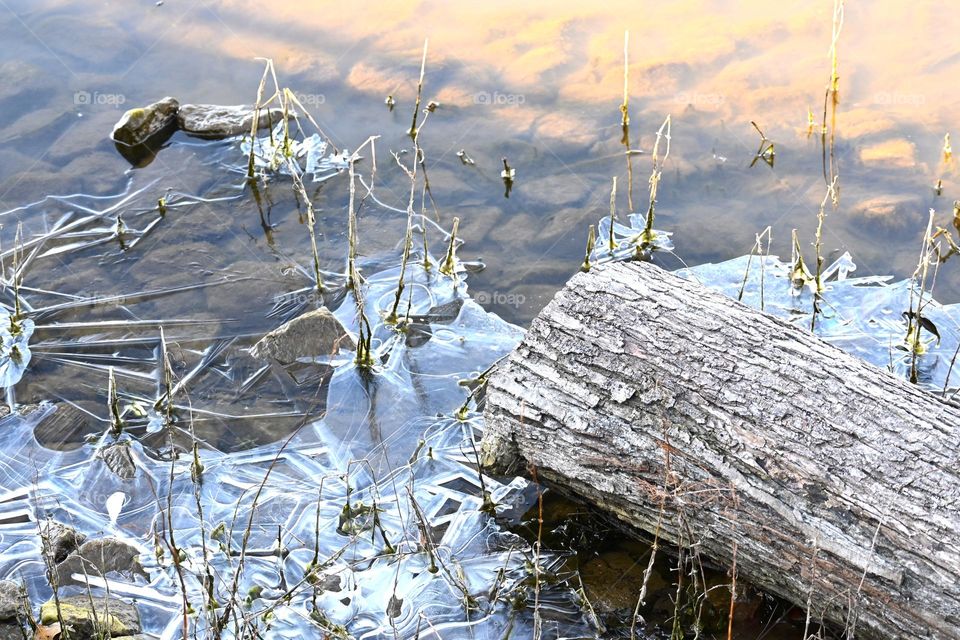 Ice surrounds a fallen tree, signaling the start of winter