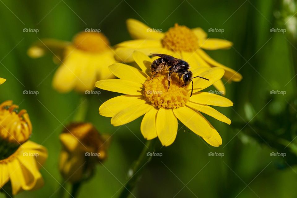 A pollen-covered bee collecting nectar from a vibrant yellow flower, illustrating a key moment in nature's cycle