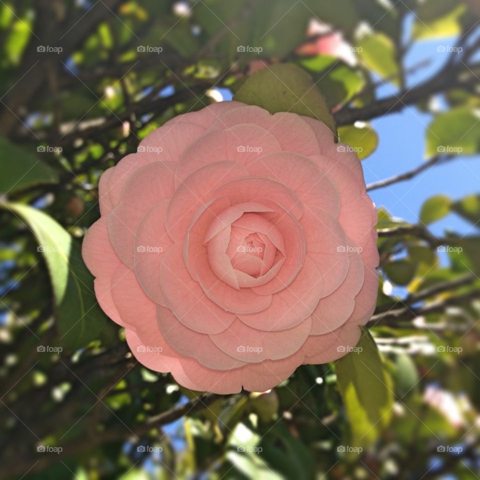 Perfect camellia 