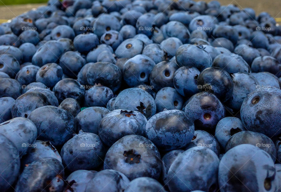 Blueberries for days