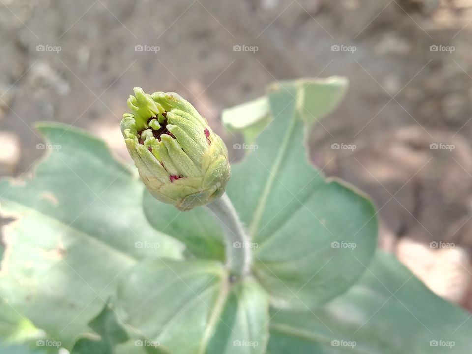 A summer Flowers 😍 zinnia's Bud.