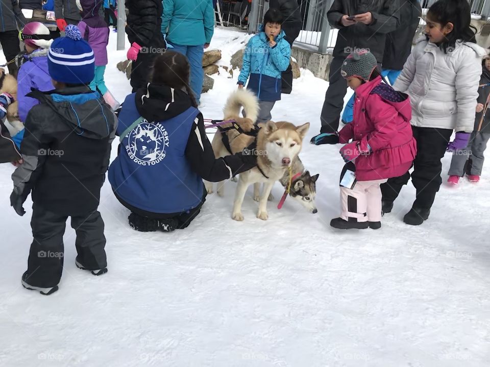 Husky sled dog with the kids at Mt Baw Baw 