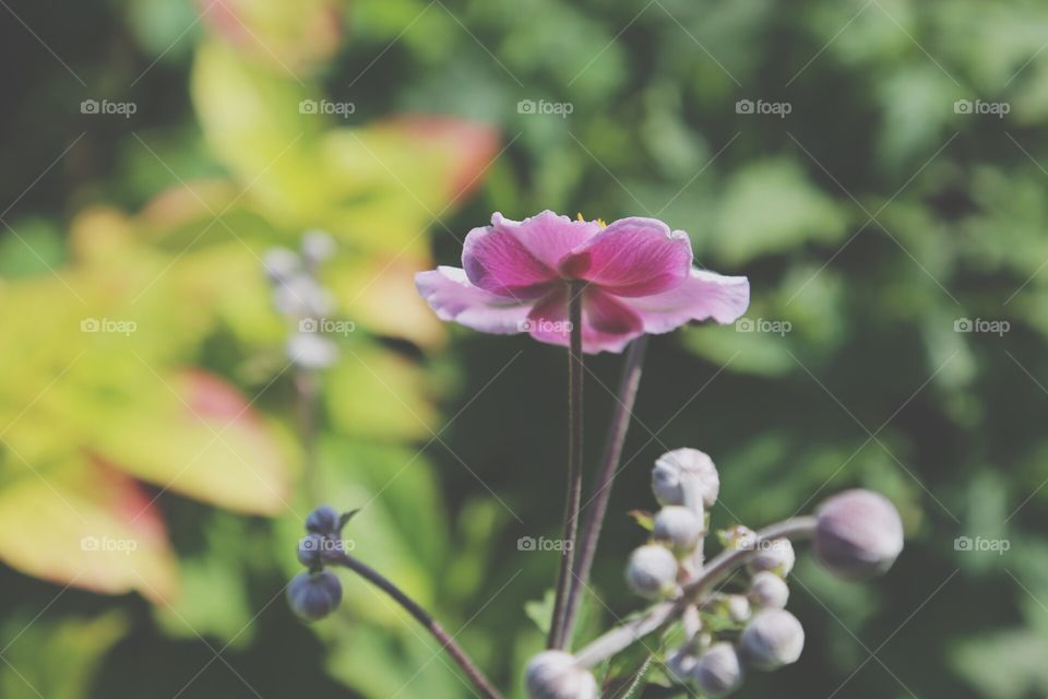 Pink colored flower  