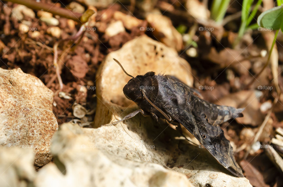 Side Of head Of Abbott's Aphinx Moth