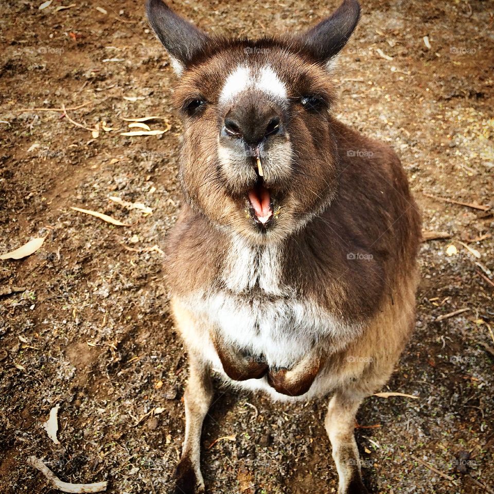 Kangaroo Island Kangaroo 