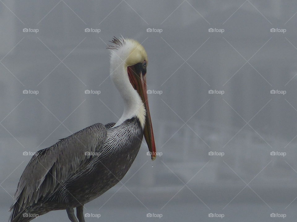 Pelican portrait on s foggy morning 