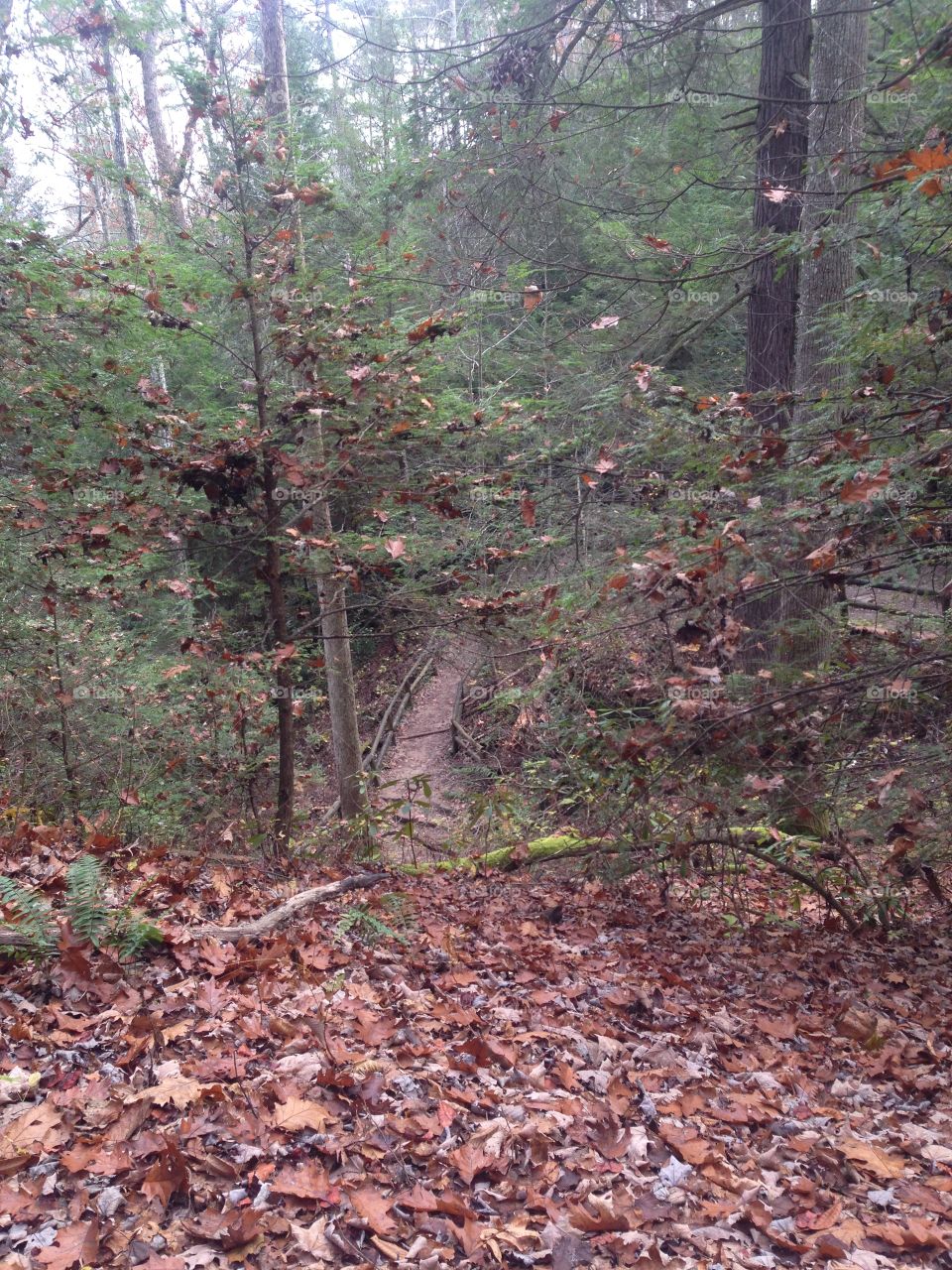 Kentucky woods. Hiking in Kentucky up to Natural Bridge on a beautiful November day.